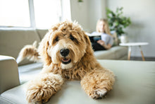 Load image into Gallery viewer, Smart WiFi HD 1080p Motorized Camera - BAZZ Smart Home.ca